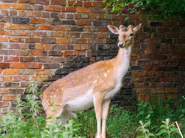 A Spectacular Day at Dunham Massey!