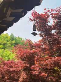 100년 전통한옥에서 특별한 메뉴를 자연과 즐겨보세요🍁