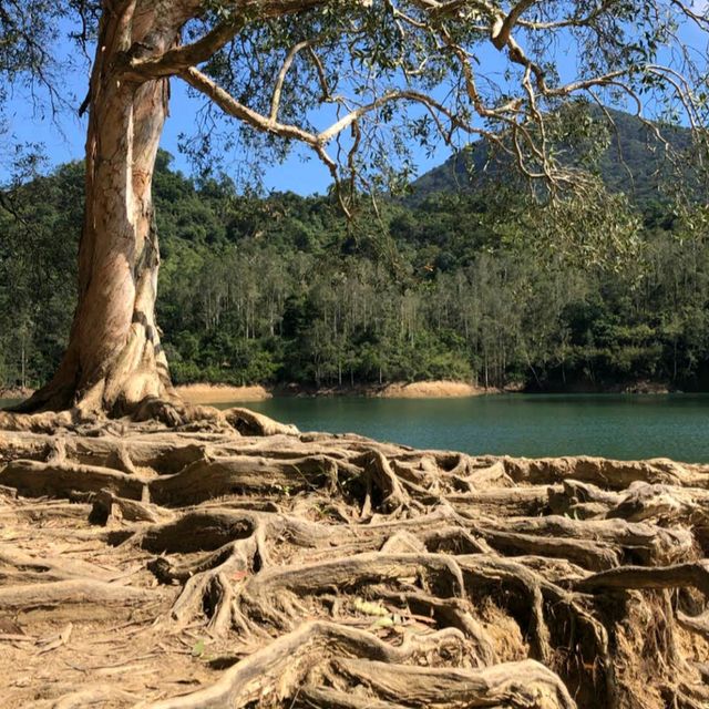 城門水塘（Shing Mun Reservoir）