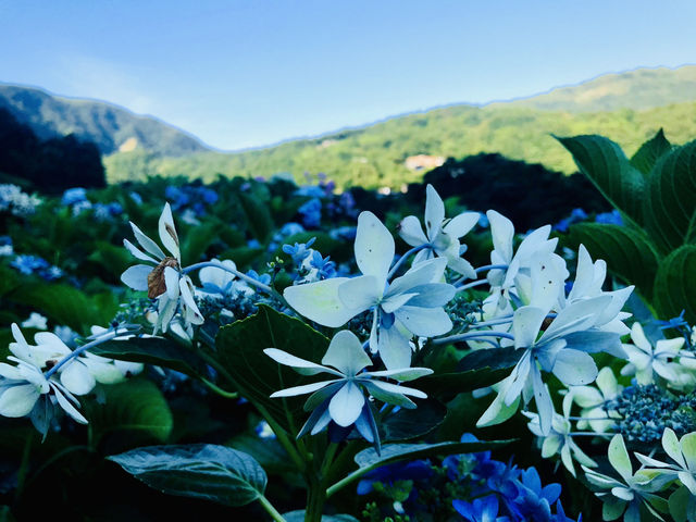 台北｜陽明山繡球花季起跑 一個月花期限定絕美花海