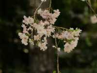 Japan – Blossoms Framing Everyday Life