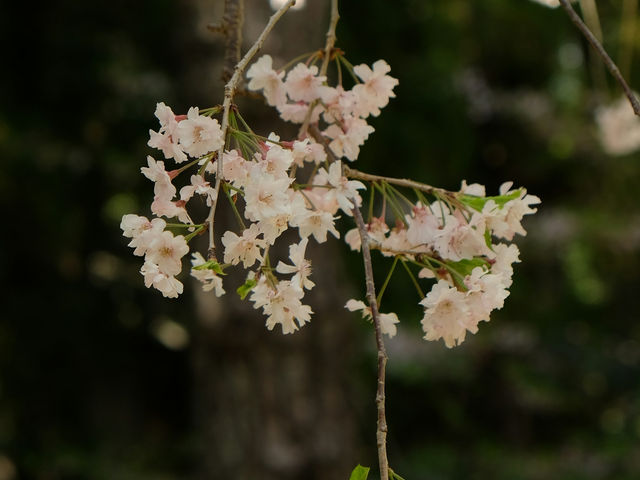 Japan – Blossoms Framing Everyday Life