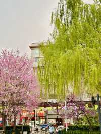 Pink Petals & Ancient Stones: Cherry Blossoms at Zhou Wangcheng Square