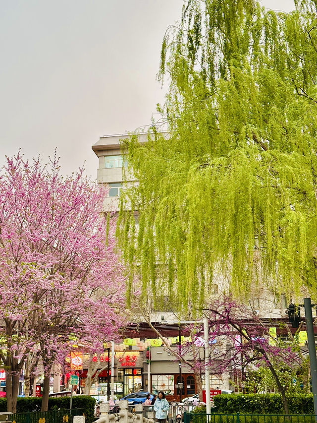 Pink Petals & Ancient Stones: Cherry Blossoms at Zhou Wangcheng Square