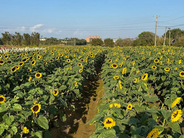 桃園·向陽農場的向日葵盛景🌻