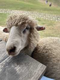 ฟาร์มในฝันที่มีมากกว่าความสวย…🌾🐑