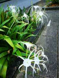 Penang Botanic Gardens – A Green Retreat with Colonial Roots