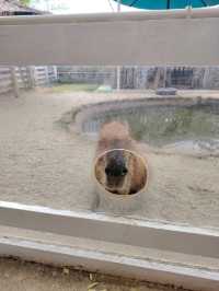 Batam zoo paradise