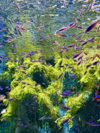 Dive into Wonder: A Day at Lotte World Aquarium
