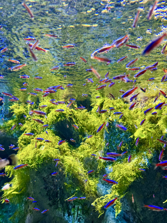 Dive into Wonder: A Day at Lotte World Aquarium