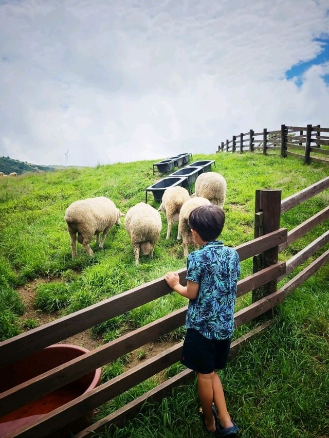 하늘아래 첫 자연 🐮삼양목장