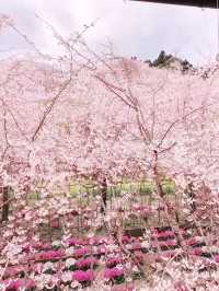 Pink Petal Paradise at Seibu Park, Tokushima