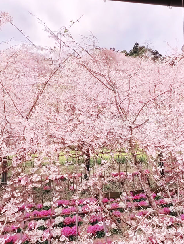 Pink Petal Paradise at Seibu Park, Tokushima