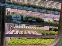 Farm inside Korean airport. 