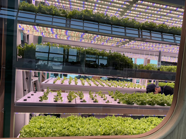 Farm inside Korean airport. 
