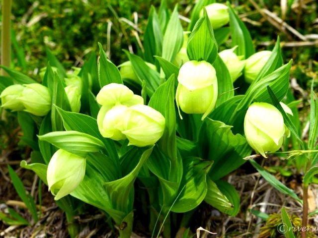 【北海道】花の浮島の異名を持つ日本最北の離島「礼文島」