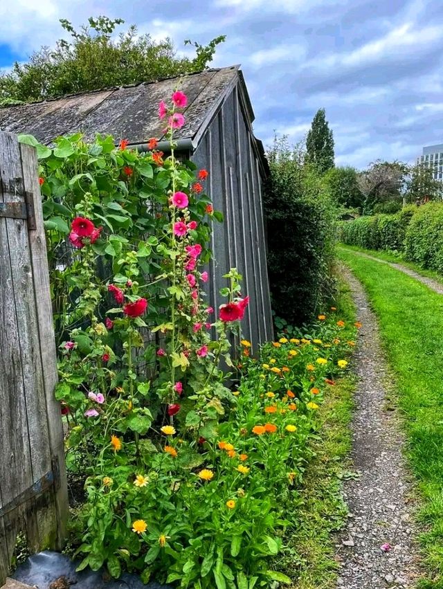 Whispers of Spring at Stoney Road Allotments 