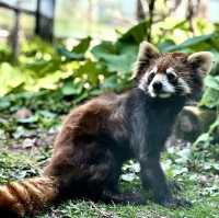  札幌圓山動物園：北國生態之窗