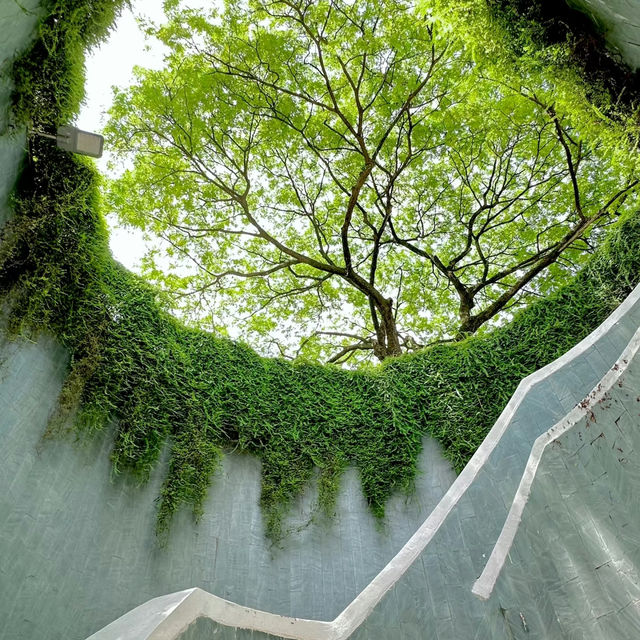 探秘新加坡福康寧公園，邂逅別樣風情🌳