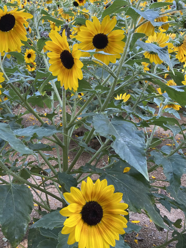 從領展中心城走幾步，就可以看到這美麗的向日葵花海🌻