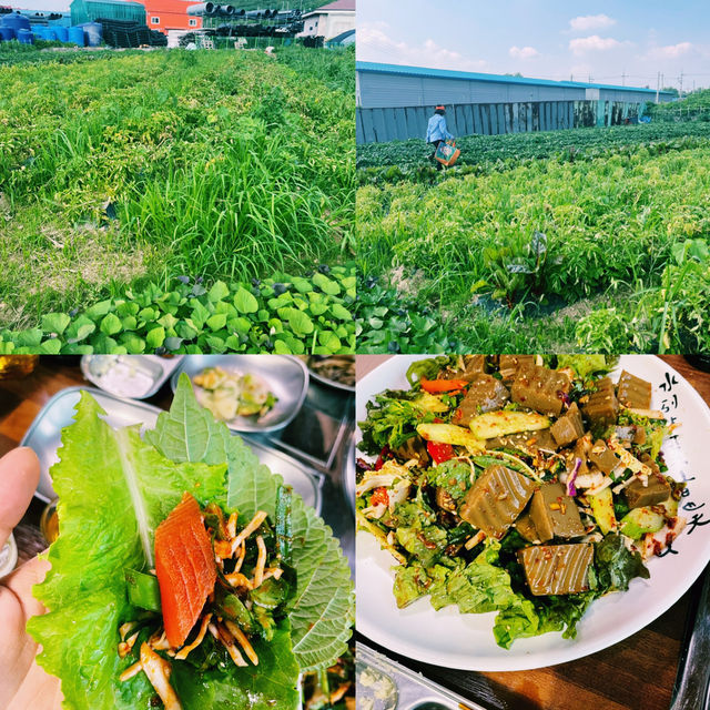 일출 품고 달린 평창행, 입안 가득 퍼진 싱싱한 송어의 맛