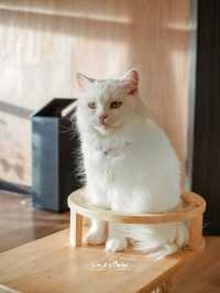 มาทะเล ก็แวะเติมแมวได้ ที่ Cat Sky Bar Cafe
