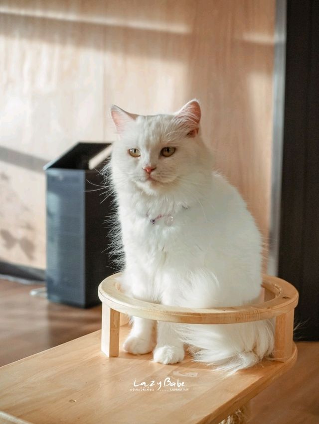 มาทะเล ก็แวะเติมแมวได้ ที่ Cat Sky Bar Cafe