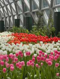 สวนดอกไม้ฟีลยุโรป🌷ใกล้แค่ระยอง🚗