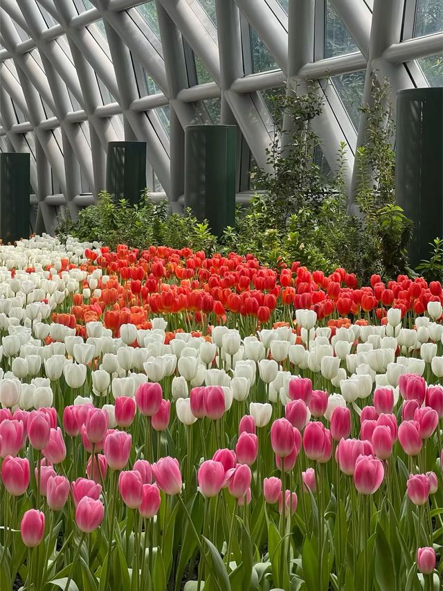 สวนดอกไม้ฟีลยุโรป🌷ใกล้แค่ระยอง🚗