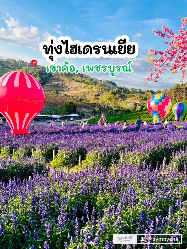 ทุ่งไฮเดรนเยีย เขาค้อ