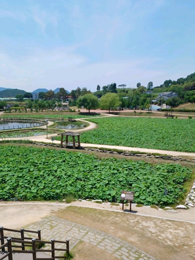 연꽃의 여정이 시작되는 공간, 함안 연꽃테마공원