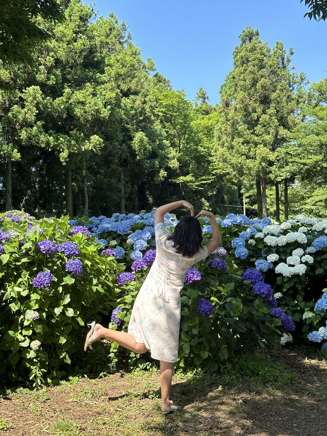 서귀포에서 인생사진 건져볼래?