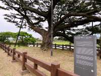 🌲 천연기념물 수산리 ‘곰솔‘