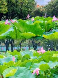 洪湖公園賞荷聽雨