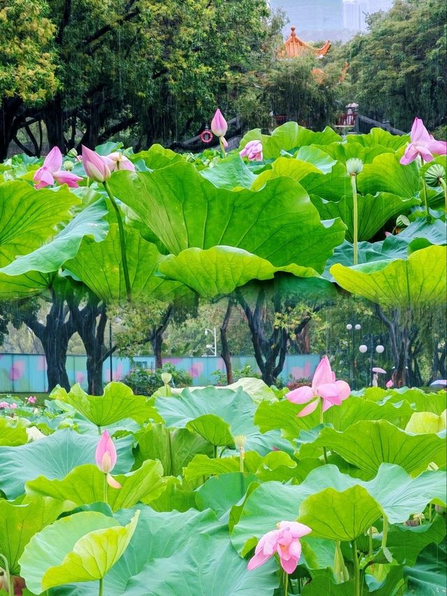 洪湖公園賞荷聽雨