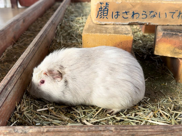 Family Fun and Fresh Milk at Rakunoh Mother’s Aso Milk Bokujo