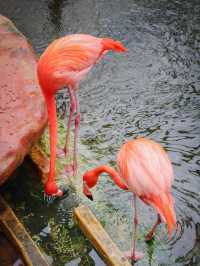 The Hong Kong Zoological and Botanical Garden 