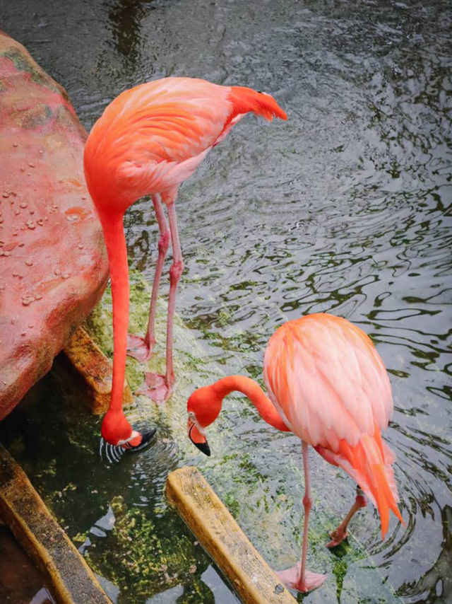 The Hong Kong Zoological and Botanical Garden 