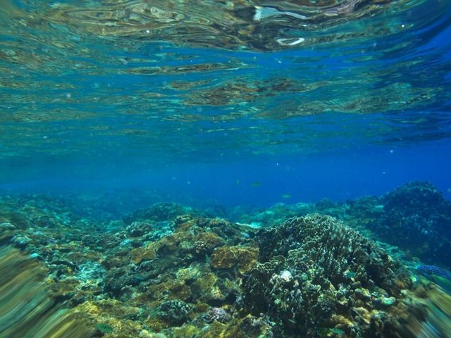 蘭嶼潛水，與小丑魚有約會 🐠💙