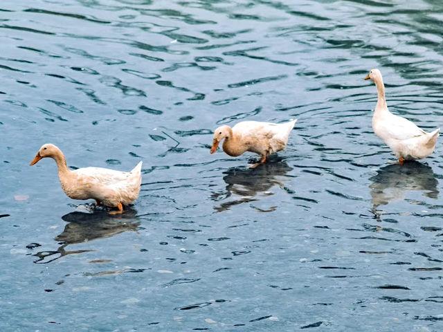 在鳥的天堂，與牠們交朋友：宜蘭甲鳥園體驗記