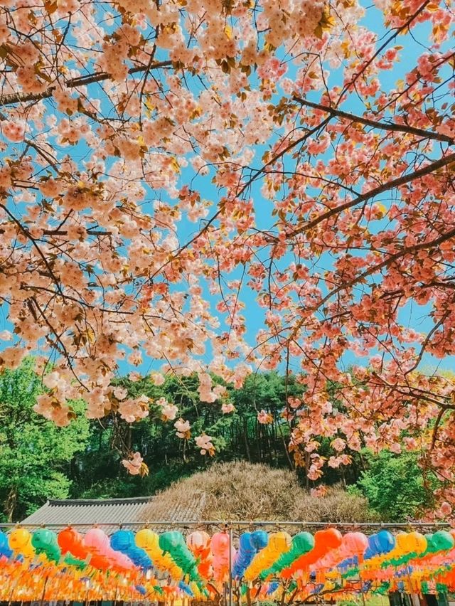 Flower Park at Munsu Temple