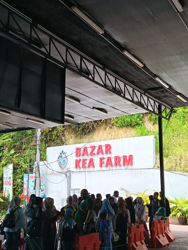 Bazar Kea Farm Cameron HighLand