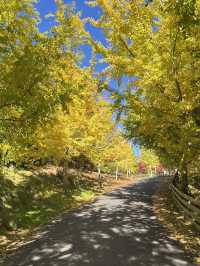 🌲陶波秘境公園｜Centennial Park 小眾森林系散步地，超出片還沒人