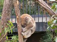 Adorable Koala Encounters in Sydney & Melbourne! 