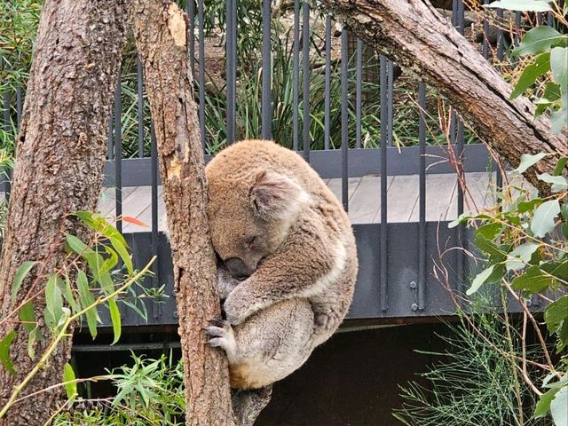 Adorable Koala Encounters in Sydney & Melbourne! 