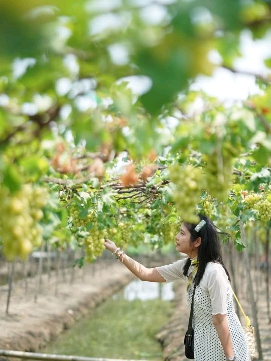 เก็บองุ่นจากต้นที่สวนองุ่นบ้านแพ้ว