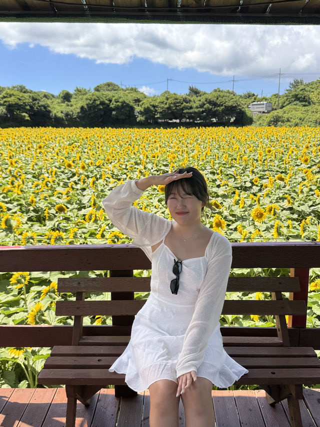 제주에서 해바라기 만날 수 있는 곳-🌻