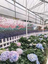 A Bloom Lover’s Paradise: Agro Market Cameron Highlands🌸