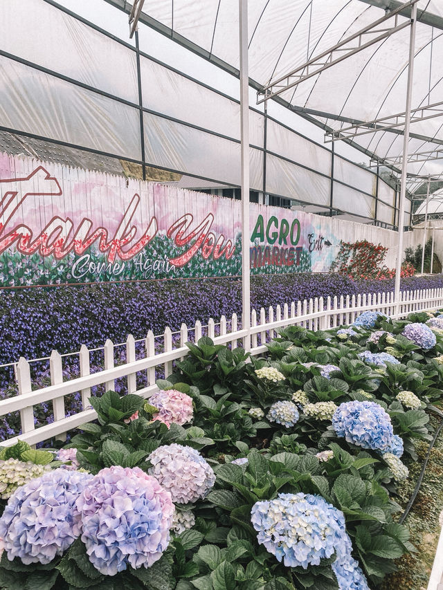 A Bloom Lover’s Paradise: Agro Market Cameron Highlands🌸