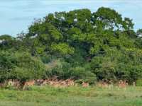 Wild Times at Yala National Park